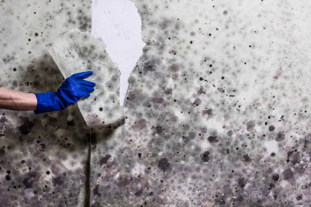 Attic Mold Removal in Euless, TX